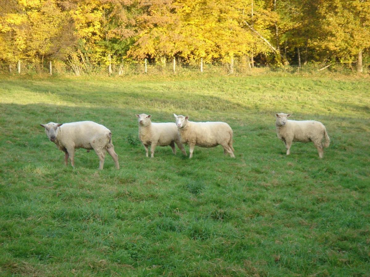 Domaine De Varenne Bed & Breakfast Saint-Amand-en-Puisaye Bagian luar foto